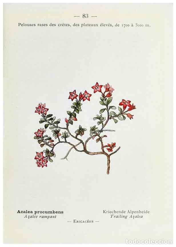 Collectionnisme de Revues et Journaux: Reproducci&oacute;n/Reproduction 49345752372: Nouvelle flore colori&eacute;e de poche des Alpes et des Pyr&eacute;n&eacute;es..