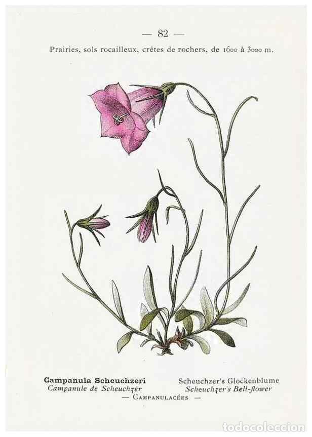 Collectionnisme de Revues et Journaux: Reproducci&oacute;n/Reproduction 49345079108: Nouvelle flore colori&eacute;e de poche des Alpes et des Pyr&eacute;n&eacute;es..