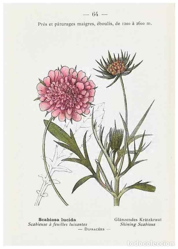 Collectionnisme de Revues et Journaux: Reproducci&oacute;n/Reproduction 49345745432: Nouvelle flore colori&eacute;e de poche des Alpes et des Pyr&eacute;n&eacute;es..