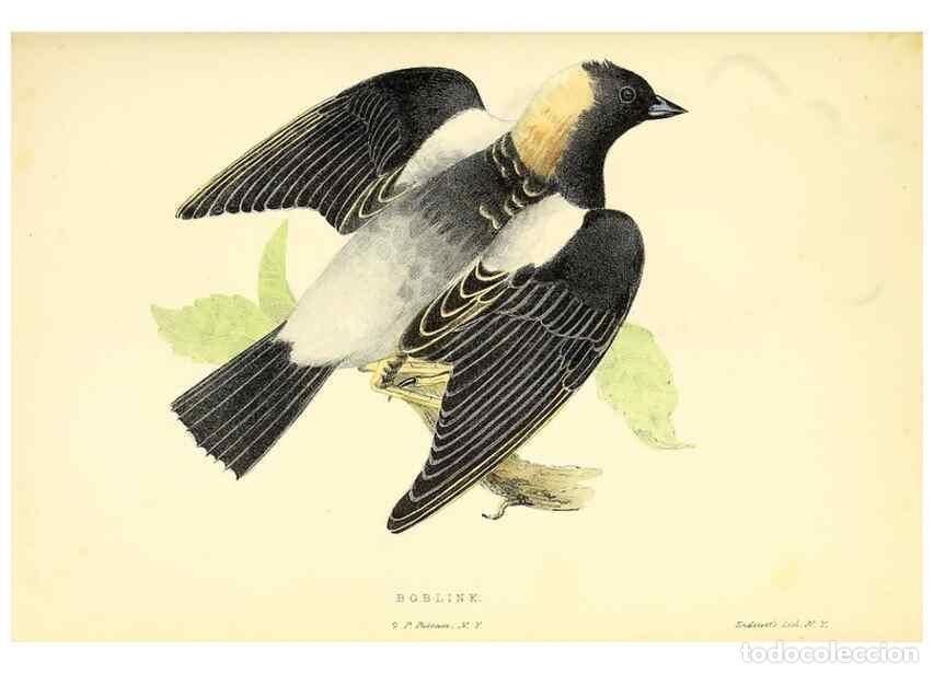 Collectionnisme de Revues et Journaux: Reproducci&oacute;n/Reproduction 49352462698: Rural hours. New York,George P. Putnam,1851.. - Cooper, Susan