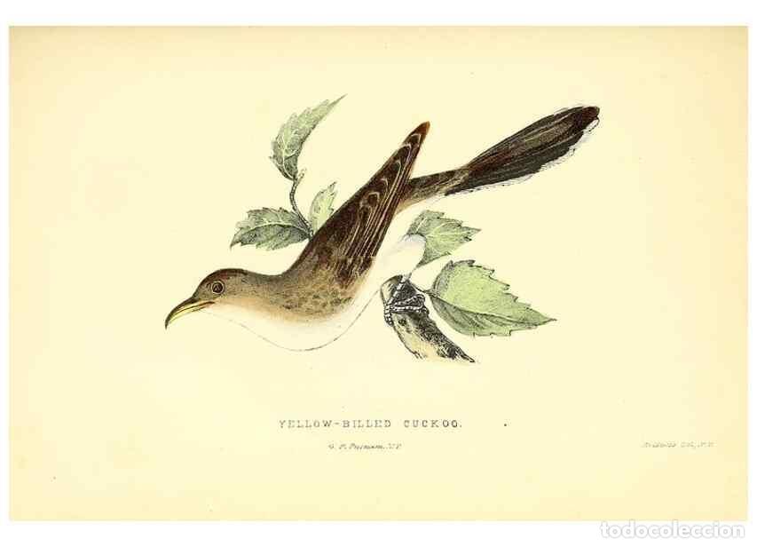 Collectionnisme de Revues et Journaux: Reproducci&oacute;n/Reproduction 49353129057: Rural hours. New York,George P. Putnam,1851.. - Cooper, Susan