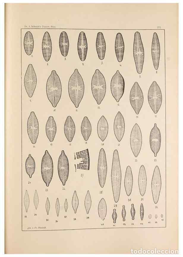 Collectionnisme de Revues et Journaux: Reproducci&oacute;n/Reproduction 49352429341: Atlas der Diatomaceen-Kunde /. Leipzig :O.R. Reisland,[1874-1