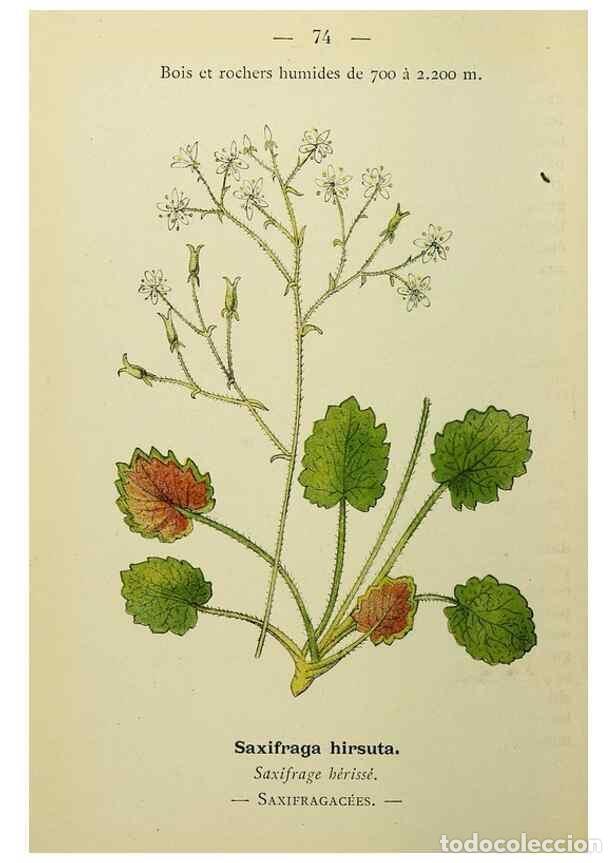 Collectionnisme de Revues et Journaux: Reproducci&oacute;n/Reproduction 49345424186: Nouvelle flore colori&eacute;e de poche des Alpes et des Pyr&eacute;n&eacute;es..