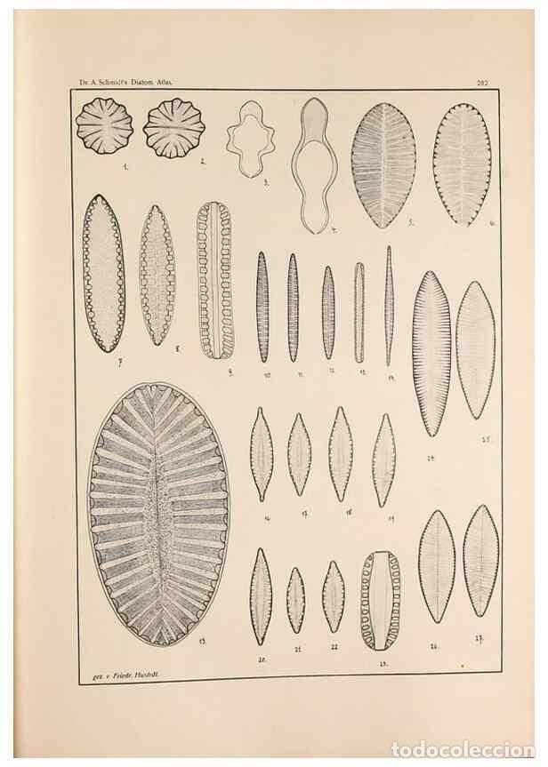 Collectionnisme de Revues et Journaux: Reproducci&oacute;n/Reproduction 49351976533: Atlas der Diatomaceen-Kunde /. Leipzig :O.R. Reisland,[1874-1