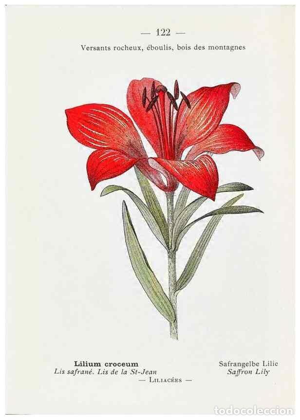 Collectionnisme de Revues et Journaux: Reproducci&oacute;n/Reproduction 49345559406: Nouvelle flore colori&eacute;e de poche des Alpes et des Pyr&eacute;n&eacute;es..