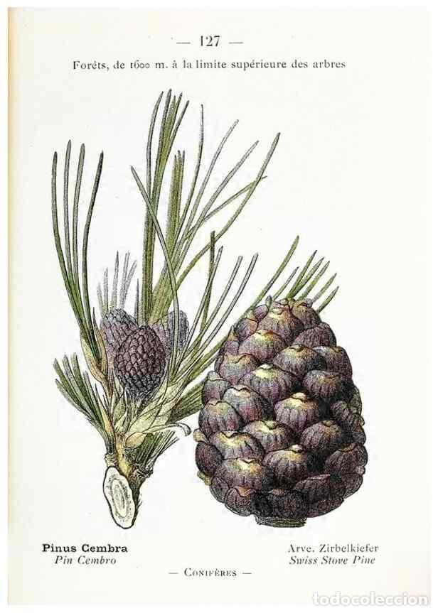 Collectionnisme de Revues et Journaux: Reproducci&oacute;n/Reproduction 49345100548: Nouvelle flore colori&eacute;e de poche des Alpes et des Pyr&eacute;n&eacute;es..