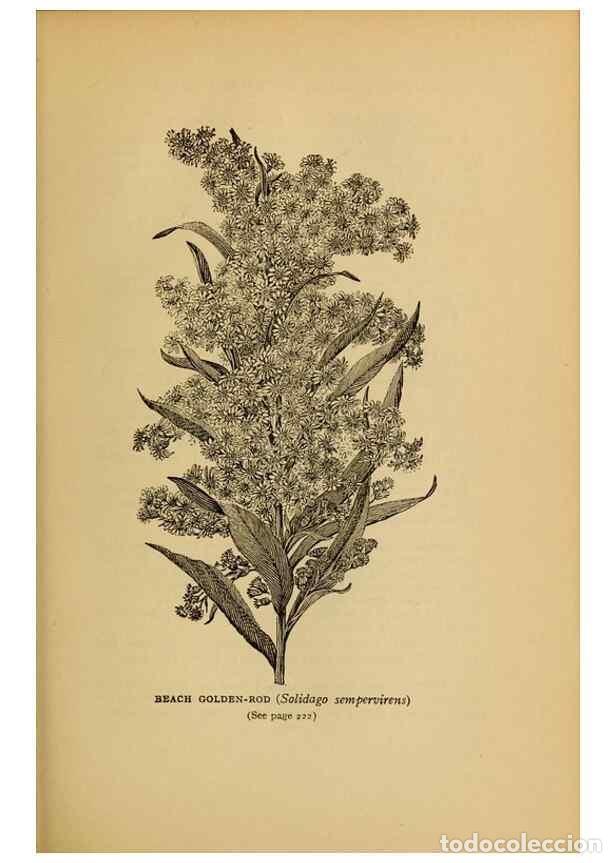 Collectionnisme de Revues et Journaux: Reproducci&oacute;n/Reproduction 49304408037: Harper's guide to wild flowers,. New York,Harper,1912.. - Cre