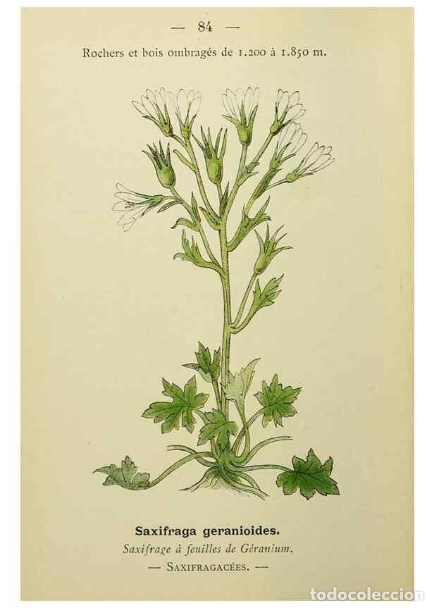 Collectionnisme de Revues et Journaux: Reproducci&oacute;n/Reproduction 49345428256: Nouvelle flore colori&eacute;e de poche des Alpes et des Pyr&eacute;n&eacute;es..