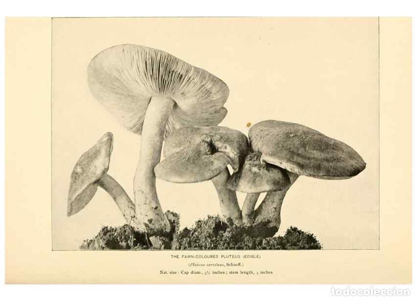 Collectionnisme de Revues et Journaux: Reproducci&oacute;n/Reproduction 49345766701: The mushroom book.. New York,Doubleday, Page,1901.. - Marshal