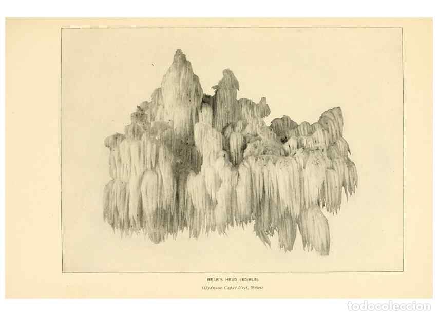 Collectionnisme de Revues et Journaux: Reproducci&oacute;n/Reproduction 49345981127: The mushroom book.. New York,Doubleday, Page,1901.. - Marshal