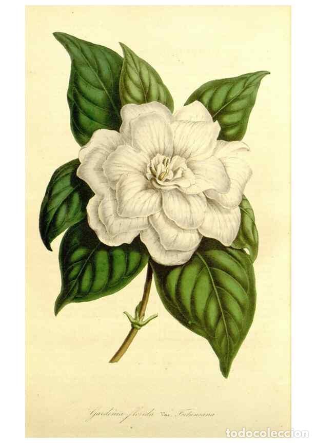 Collectionnisme de Revues et Journaux: Reproducci&oacute;n/Reproduction 49492265131: Flore des serres et des jardins de l'Europe. A Gand :chez Lou