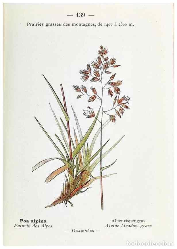 Collectionnisme de Revues et Journaux: Reproducci&oacute;n/Reproduction 49345778697: Nouvelle flore colori&eacute;e de poche des Alpes et des Pyr&eacute;n&eacute;es..