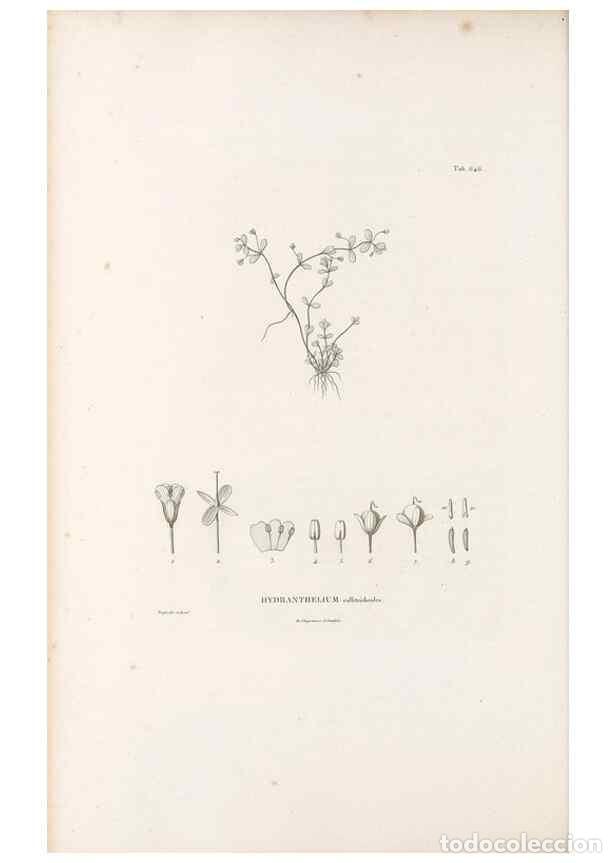 Collectionnisme de Revues et Journaux: Reproducci&oacute;n/Reproduction 49521328133: Nova genera et species plantarum :. Antverpiae :Ex officina C