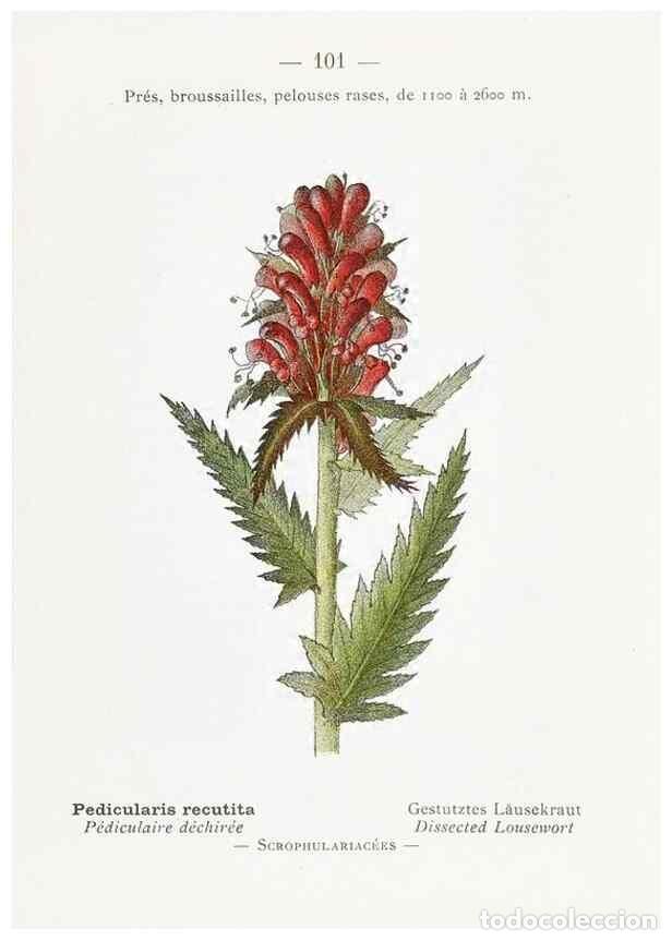 Collectionnisme de Revues et Journaux: Reproducci&oacute;n/Reproduction 49345086148: Nouvelle flore colori&eacute;e de poche des Alpes et des Pyr&eacute;n&eacute;es..