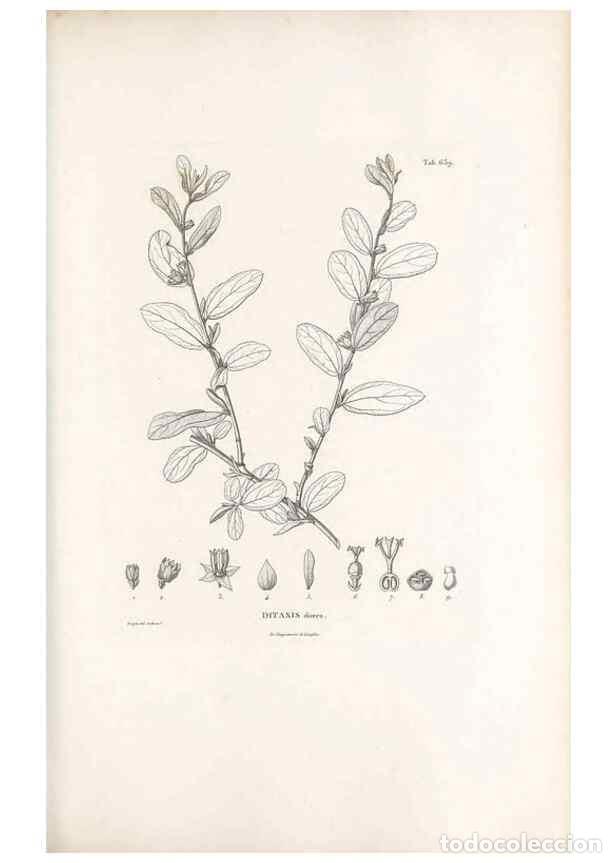 Collectionnisme de Revues et Journaux: Reproducci&oacute;n/Reproduction 49522058597: Nova genera et species plantarum :. Antverpiae :Ex officina C