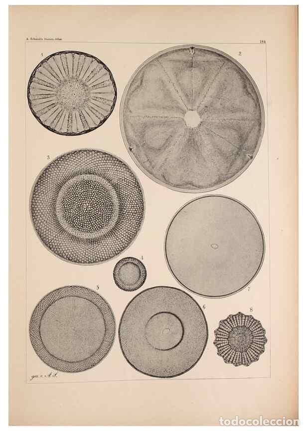 Colecionismo de Revistas e Jornais: Reproducci&oacute;n/Reproduction 49389401992: Atlas der Diatomaceen-Kunde /. Leipzig :O.R. Reisland,[1874-1