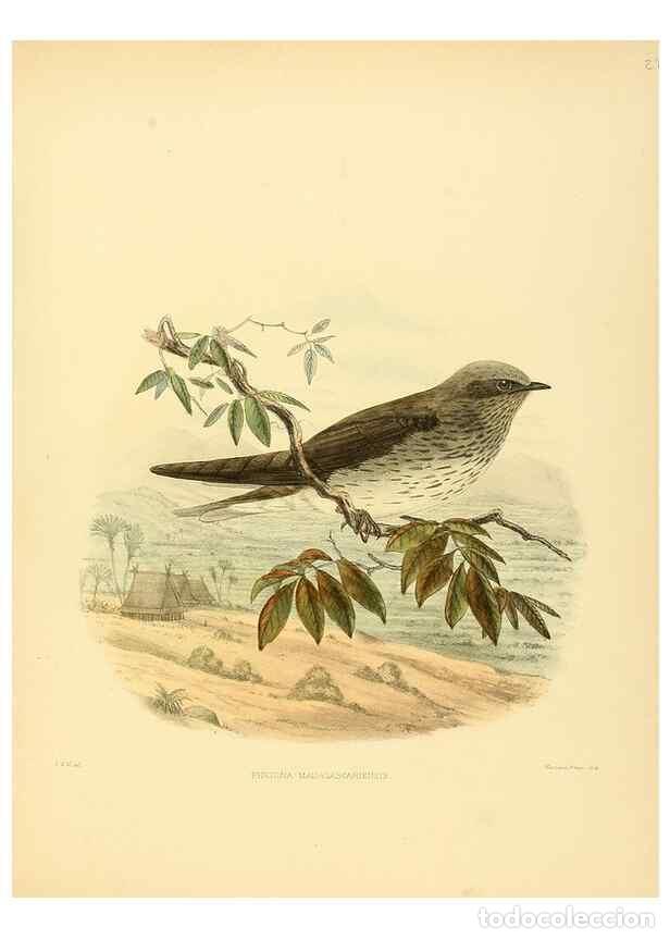 Colecionismo de Revistas e Jornais: Reproducci&oacute;n/Reproduction 49522107908: A monograph of the Hirundinidae or family of swallows. London