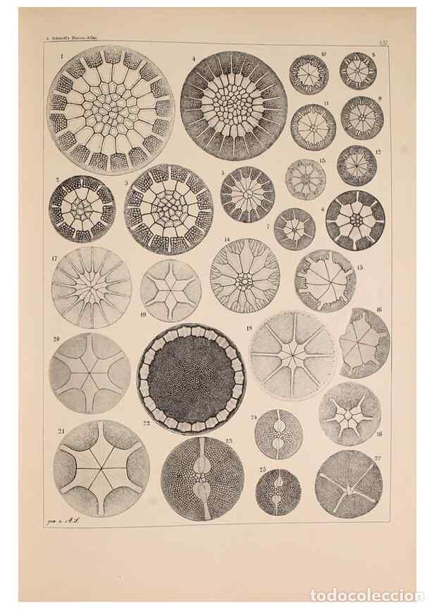 Colecionismo de Revistas e Jornais: Reproducci&oacute;n/Reproduction 49389539982: Atlas der Diatomaceen-Kunde /. Leipzig :O.R. Reisland,[1874-1