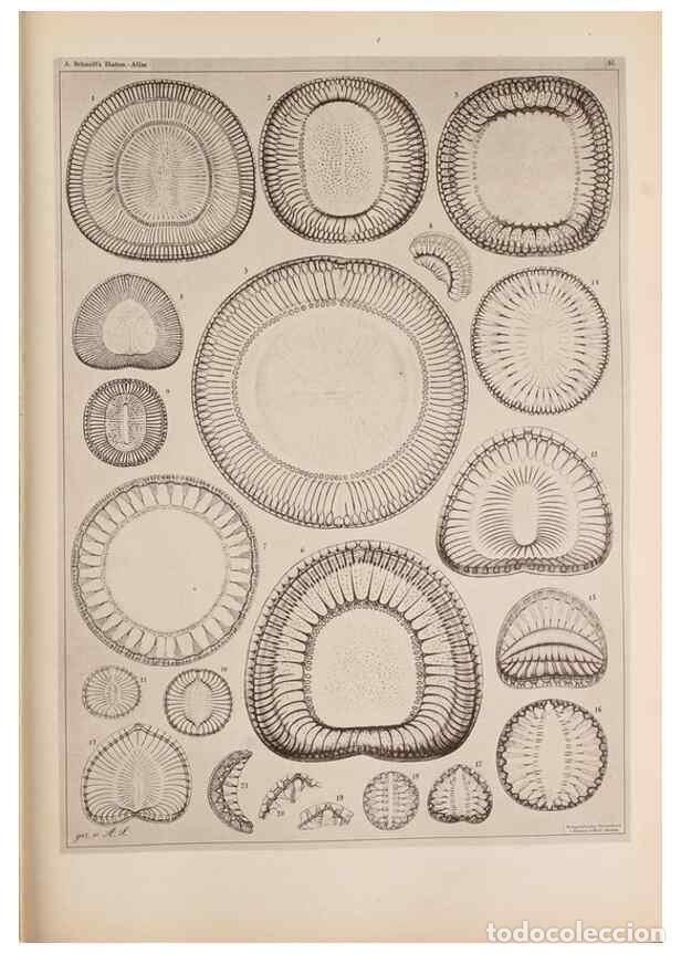 Colecionismo de Revistas e Jornais: Reproducci&oacute;n/Reproduction 49389186768: Atlas der Diatomaceen-Kunde /. Leipzig :O.R. Reisland,[1874-1
