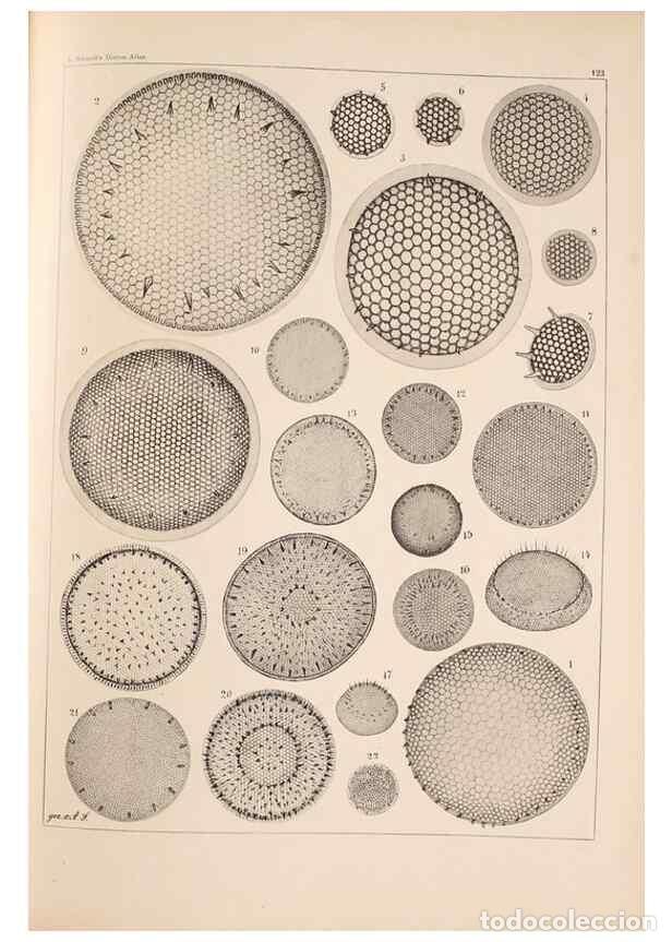 Collectionnisme de Revues et Journaux: Reproducci&oacute;n/Reproduction 49389535917: Atlas der Diatomaceen-Kunde /. Leipzig :O.R. Reisland,[1874-1