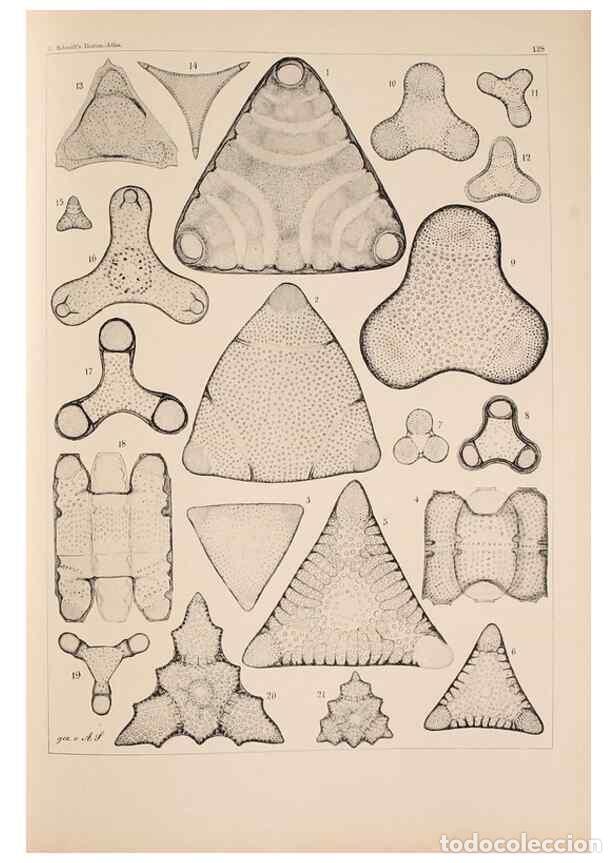 Collectionnisme de Revues et Journaux: Reproducci&oacute;n/Reproduction 49389338536: Atlas der Diatomaceen-Kunde /. Leipzig :O.R. Reisland,[1874-1