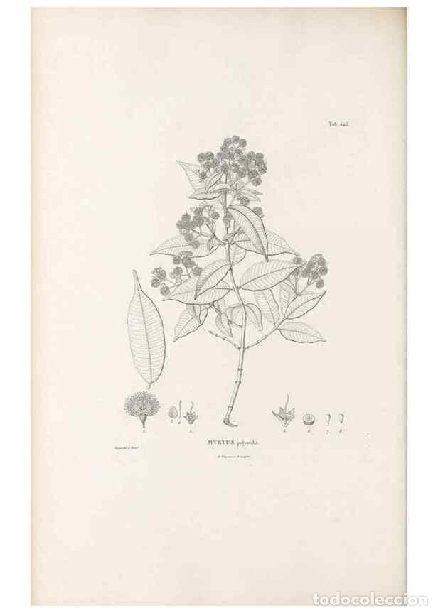 Collectionnisme de Revues et Journaux: Reproducci&oacute;n/Reproduction 49521985867: Nova genera et species plantarum :. Antverpiae :Ex officina C