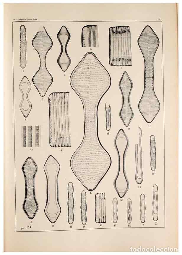 Collectionnisme de Revues et Journaux: Reproducci&oacute;n/Reproduction 49385127763: Atlas der Diatomaceen-Kunde /. Leipzig :O.R. Reisland,[1874-1