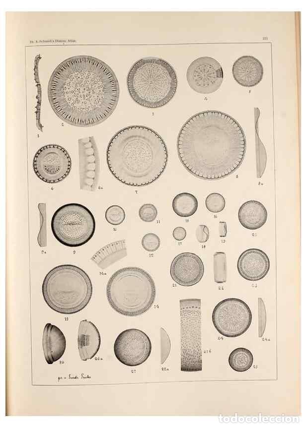 Collectionnisme de Revues et Journaux: Reproducci&oacute;n/Reproduction 49385795777: Atlas der Diatomaceen-Kunde /. Leipzig :O.R. Reisland,[1874-1