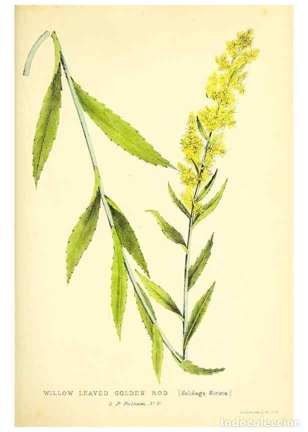 Collectionnisme de Revues et Journaux: Reproducci&oacute;n/Reproduction 49352930011: Rural hours. New York,George P. Putnam,1851.. - Cooper, Susan