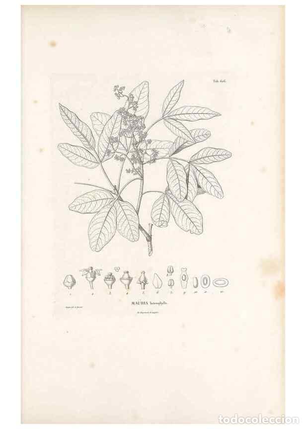 Collectionnisme de Revues et Journaux: Reproducci&oacute;n/Reproduction 49521314588: Nova genera et species plantarum :. Antverpiae :Ex officina C