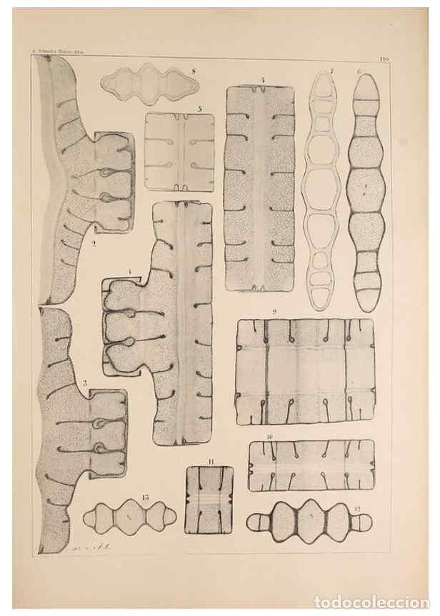 Collectionnisme de Revues et Journaux: Reproducci&oacute;n/Reproduction 49385787162: Atlas der Diatomaceen-Kunde /. Leipzig :O.R. Reisland,[1874-1