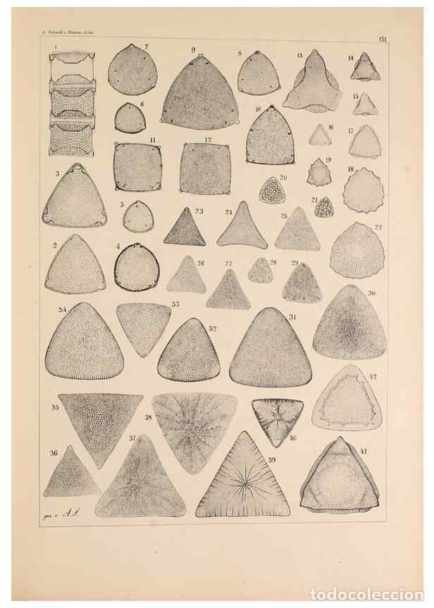 Collectionnisme de Revues et Journaux: Reproducci&oacute;n/Reproduction 49386070862: Atlas der Diatomaceen-Kunde /. Leipzig :O.R. Reisland,[1874-1