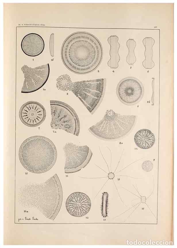 Collectionnisme de Revues et Journaux: Reproducci&oacute;n/Reproduction 49385599391: Atlas der Diatomaceen-Kunde /. Leipzig :O.R. Reisland,[1874-1