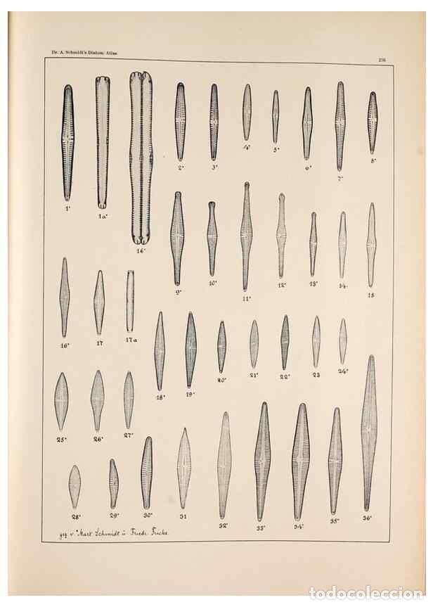 Collectionnisme de Revues et Journaux: Reproducci&oacute;n/Reproduction 49385601536: Atlas der Diatomaceen-Kunde /. Leipzig :O.R. Reisland,[1874-1