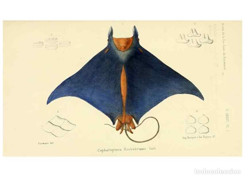 Collectionnisme de Revues et Journaux: Reproducci&oacute;n/Reproduction 49522969081: Faune de la S&eacute;n&eacute;gambie. Paris :O. Doin,1883-1887.. - Rochebru