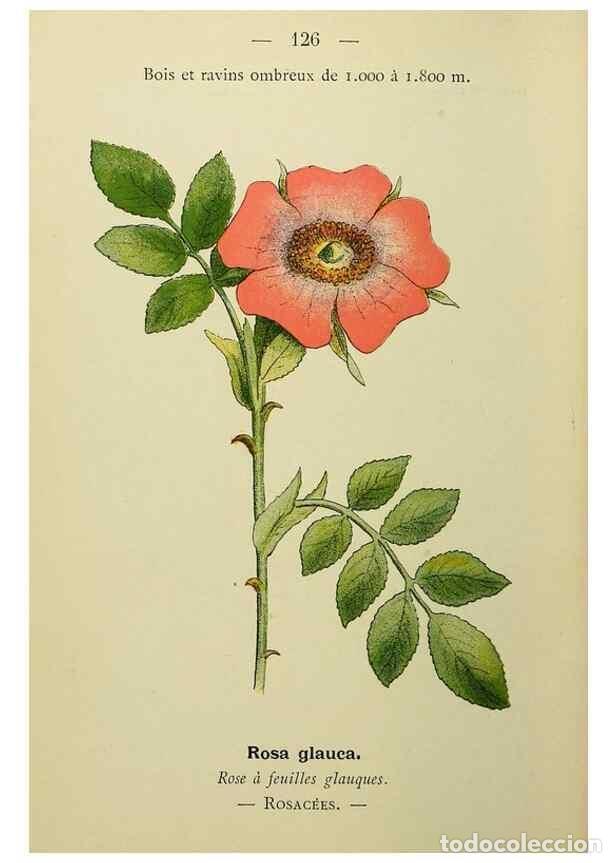 Collectionnisme de Revues et Journaux: Reproducci&oacute;n/Reproduction 49345551467: Nouvelle flore colori&eacute;e de poche des Alpes et des Pyr&eacute;n&eacute;es..