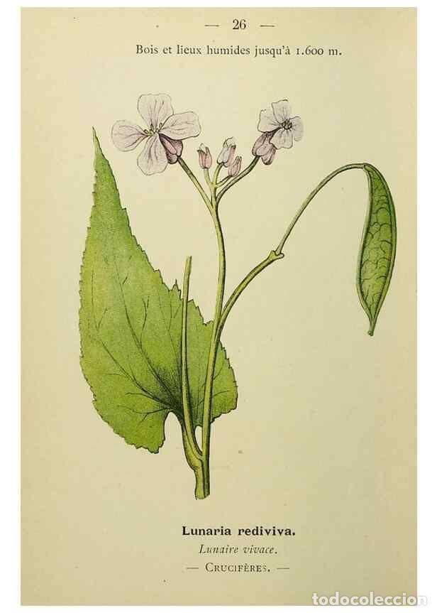 Collectionnisme de Revues et Journaux: Reproducci&oacute;n/Reproduction 49344936693: Nouvelle flore colori&eacute;e de poche des Alpes et des Pyr&eacute;n&eacute;es..