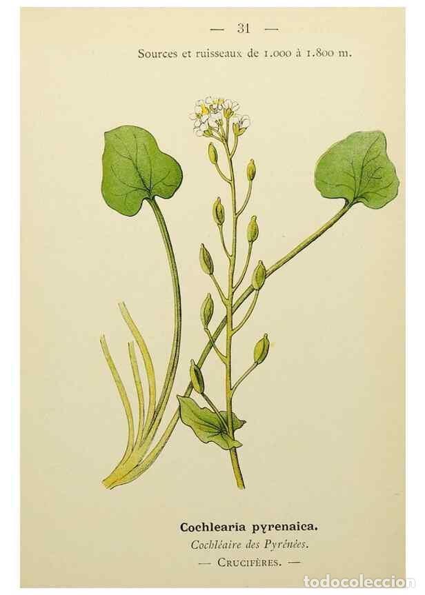 Collectionnisme de Revues et Journaux: Reproducci&oacute;n/Reproduction 49344938328: Nouvelle flore colori&eacute;e de poche des Alpes et des Pyr&eacute;n&eacute;es..