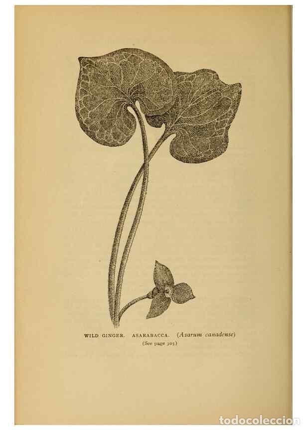 Collectionnisme de Revues et Journaux: Reproducci&oacute;n/Reproduction 49304207401: Harper's guide to wild flowers,. New York,Harper,1912.. - Cre