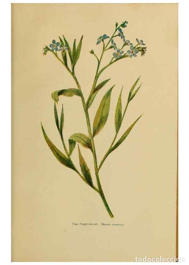 Collectionnisme de Revues et Journaux: Reproducci&oacute;n/Reproduction 49304218591: Harper's guide to wild flowers,. New York,Harper,1912.. - Cre