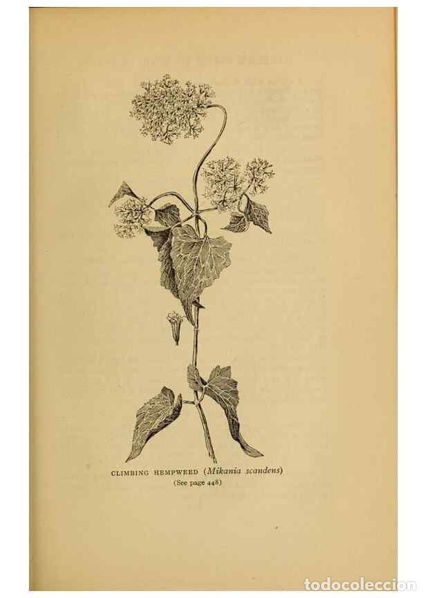 Collectionnisme de Revues et Journaux: Reproducci&oacute;n/Reproduction 49303736928: Harper's guide to wild flowers,. New York,Harper,1912.. - Cre