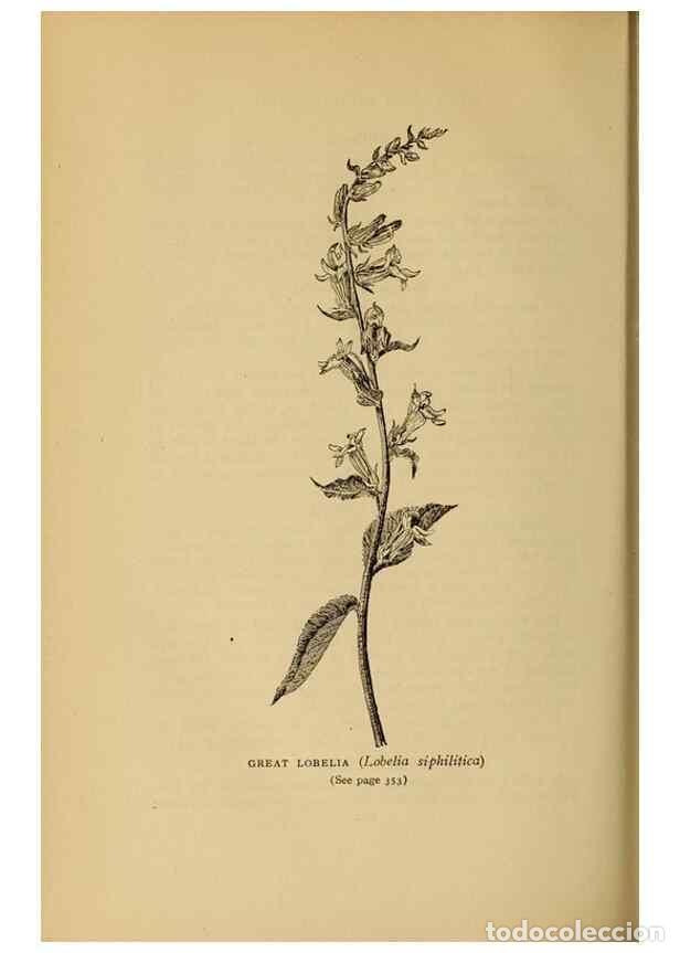 Collectionnisme de Revues et Journaux: Reproducci&oacute;n/Reproduction 49304221126: Harper's guide to wild flowers,. New York,Harper,1912.. - Cre