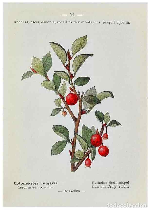 Collectionnisme de Revues et Journaux: Reproducci&oacute;n/Reproduction 49345510941: Nouvelle flore colori&eacute;e de poche des Alpes et des Pyr&eacute;n&eacute;es..