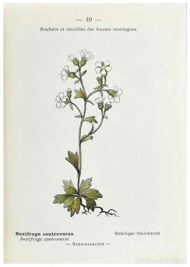 Collectionnisme de Revues et Journaux: Reproducci&oacute;n/Reproduction 49345051998: Nouvelle flore colori&eacute;e de poche des Alpes et des Pyr&eacute;n&eacute;es..