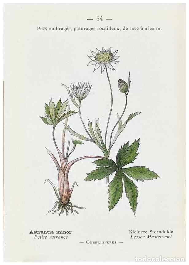 Collectionnisme de Revues et Journaux: Reproducci&oacute;n/Reproduction 49345068488: Nouvelle flore colori&eacute;e de poche des Alpes et des Pyr&eacute;n&eacute;es..