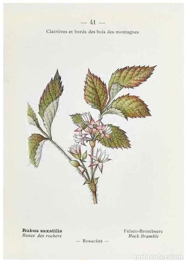 Collectionnisme de Revues et Journaux: Reproducci&oacute;n/Reproduction 49345509596: Nouvelle flore colori&eacute;e de poche des Alpes et des Pyr&eacute;n&eacute;es..