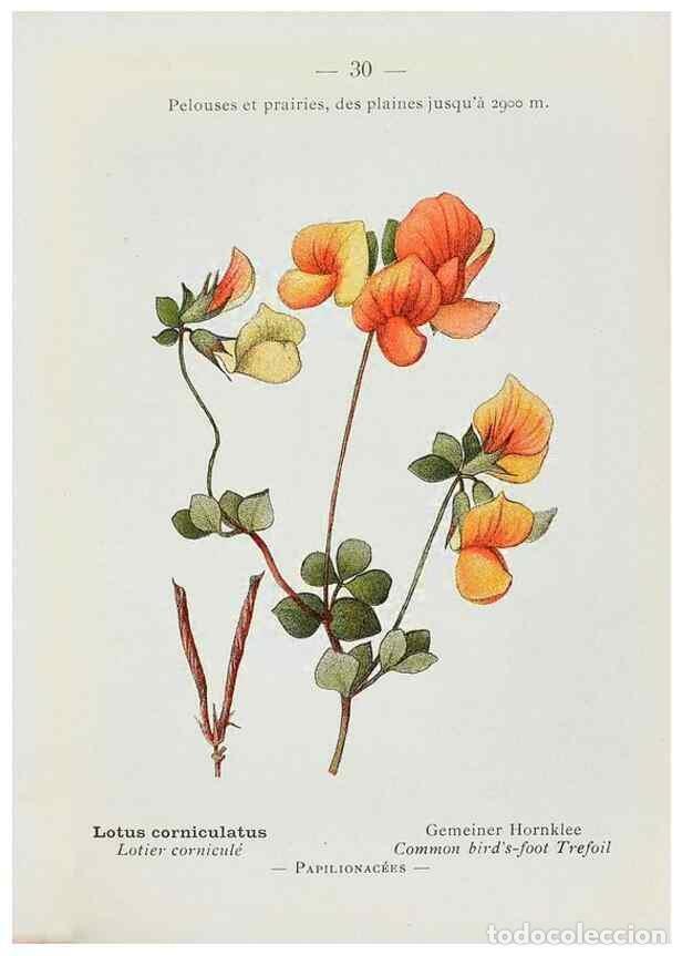 Collectionnisme de Revues et Journaux: Reproducci&oacute;n/Reproduction 49345044153: Nouvelle flore colori&eacute;e de poche des Alpes et des Pyr&eacute;n&eacute;es..