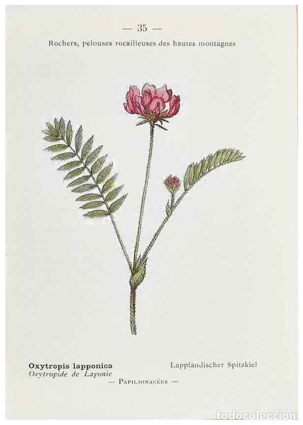 Collectionnisme de Revues et Journaux: Reproducci&oacute;n/Reproduction 49345046168: Nouvelle flore colori&eacute;e de poche des Alpes et des Pyr&eacute;n&eacute;es..