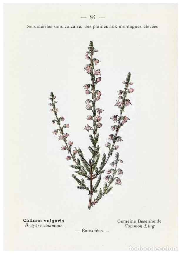 Collectionnisme de Revues et Journaux: Reproducci&oacute;n/Reproduction 49345540851: Nouvelle flore colori&eacute;e de poche des Alpes et des Pyr&eacute;n&eacute;es..