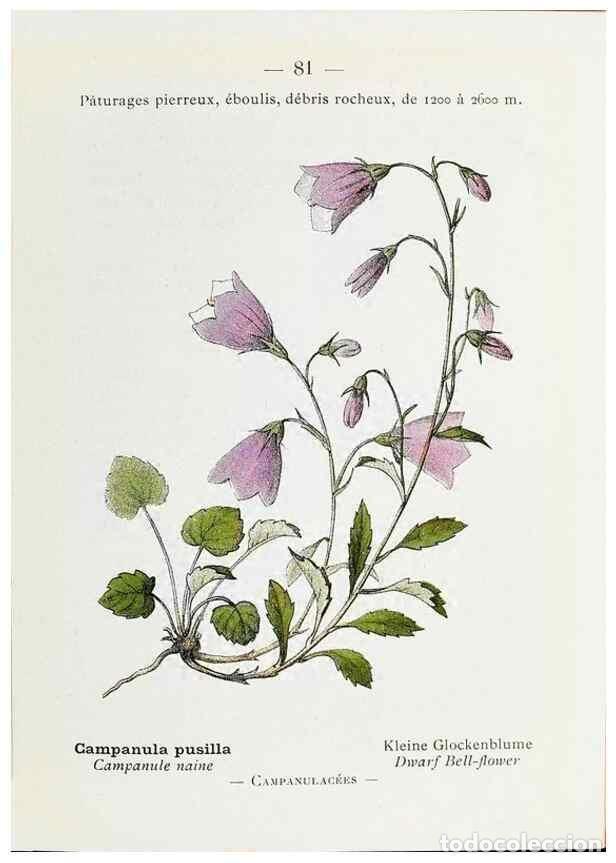 Collectionnisme de Revues et Journaux: Reproducci&oacute;n/Reproduction 49345539876: Nouvelle flore colori&eacute;e de poche des Alpes et des Pyr&eacute;n&eacute;es..